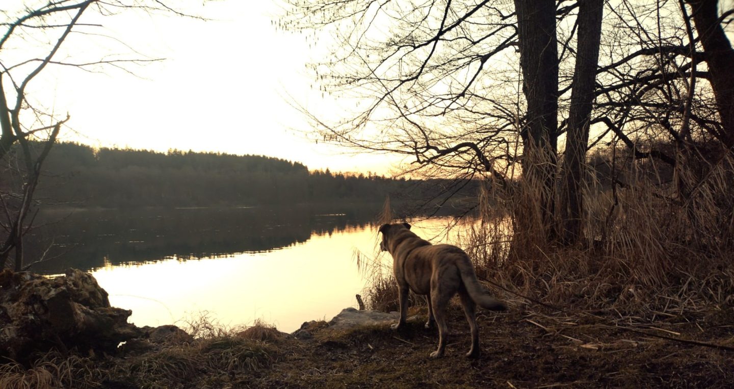 Hund steht am Ufer eines Sees und blickt in die ruhige Landschaft