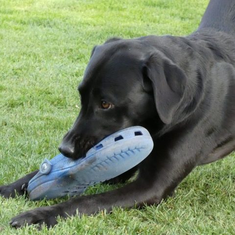 Schwarzer Hund spielt mit Kauspielzeug im Garten