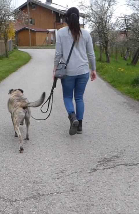 Frau geht entspannt mit angeleintem Hund auf einem ruhigen Weg