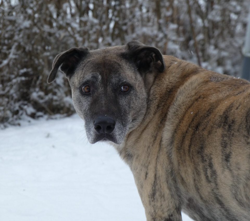 Aufmerksamer Hund im Schnee blickt ruhig zur Seite