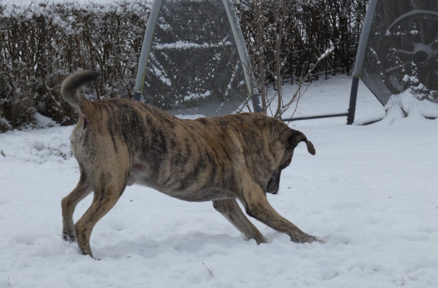 Hund beim Training im Schnee