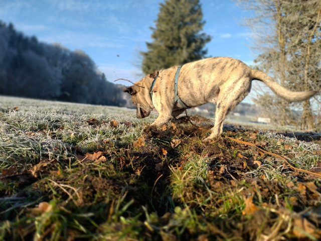 Hund erkundet die Umgebung draußen