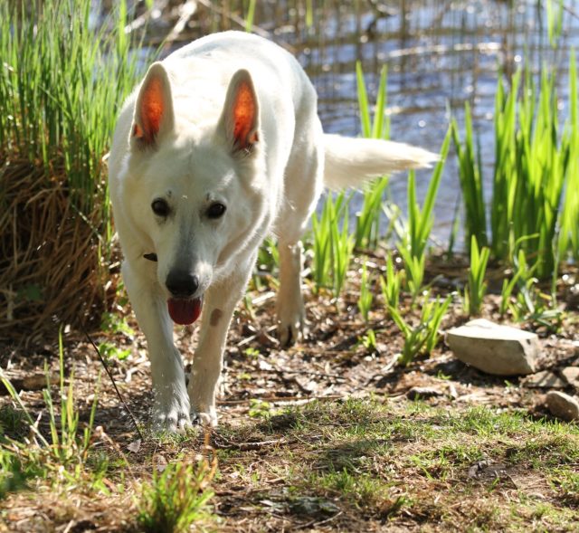 Weißer Hund läuft am Wasser