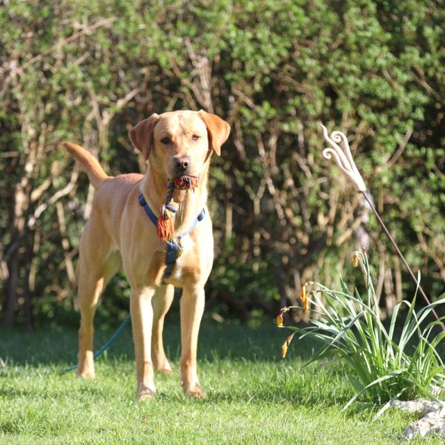 Hund spielt im Garten