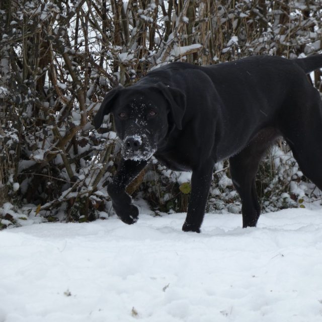 Schwarzer Hund läuft im Schnee
