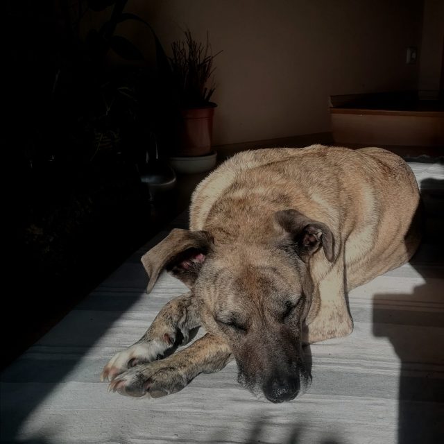 Hund liegt entspannt in der Sonne
