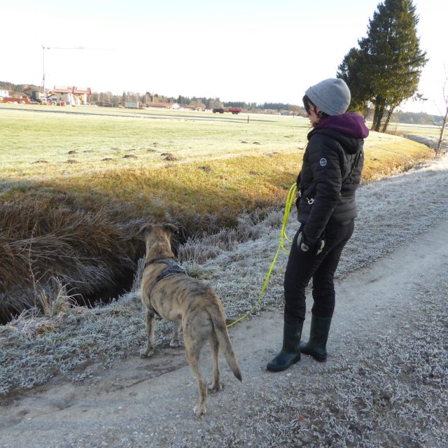 Hundetraining an der Leine im Alltag