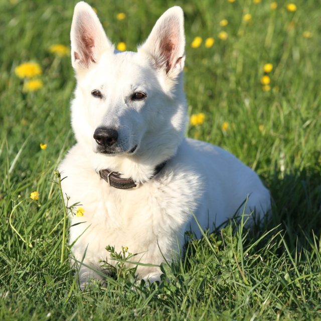 Weißer Hund liegt entspannt im Gras