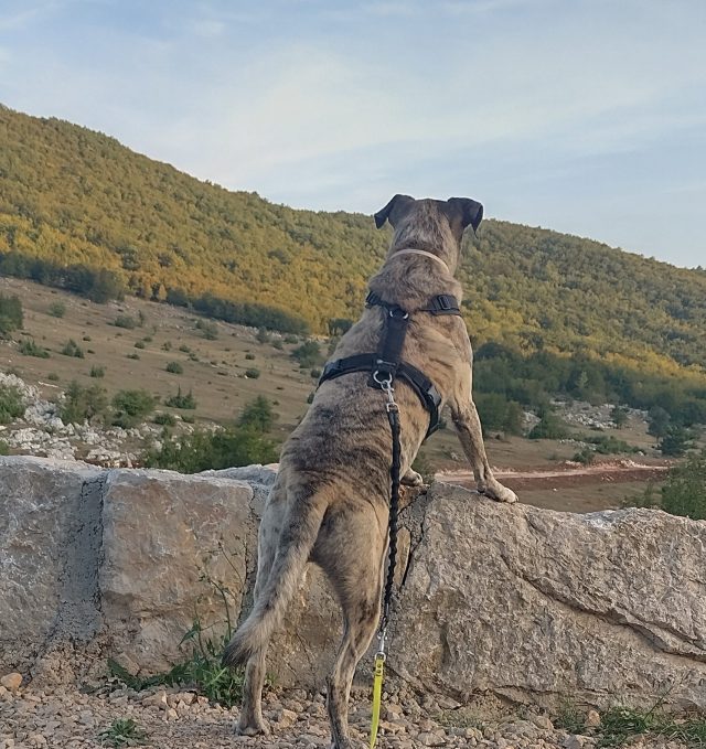Hund blickt über die Landschaft