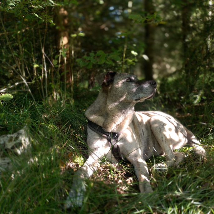 Hund liegt entspannt im Wald