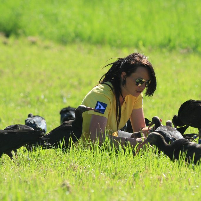 Trainerin arbeitet mit Waldrappen auf der Wiese