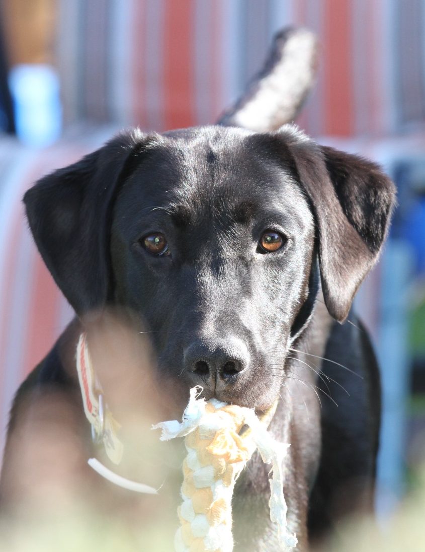 Hund spielt mit Spielzeug